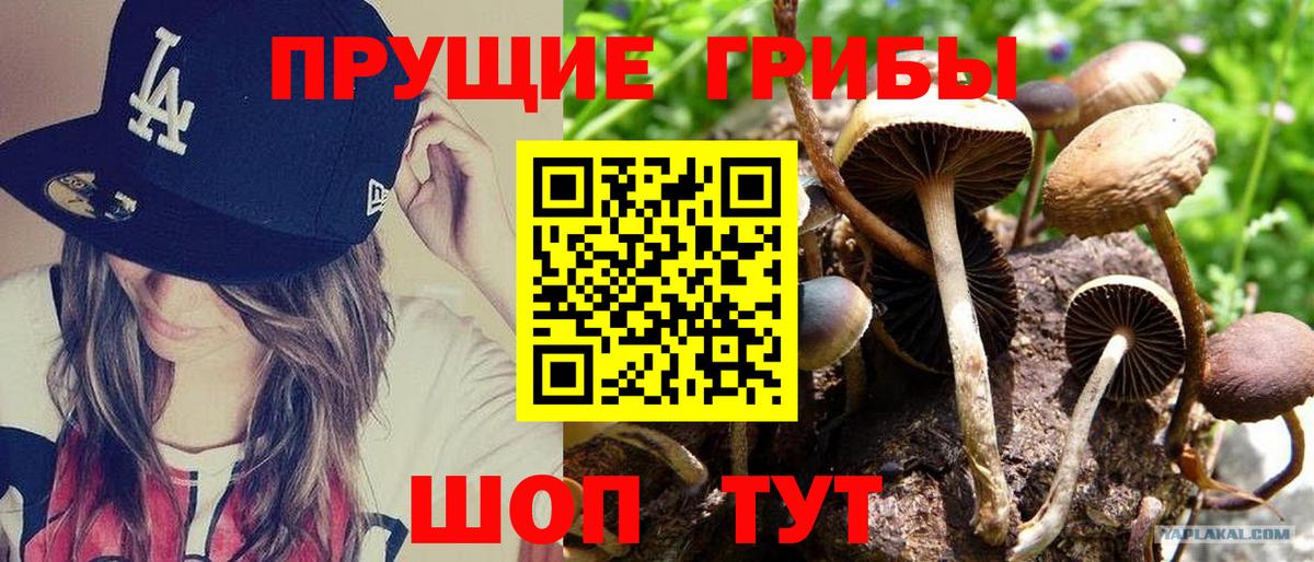Галлюциногенные грибы Cubensis Йошкар-Ола